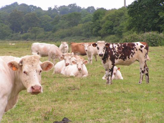 Quelques vaches charolaises et normandes.